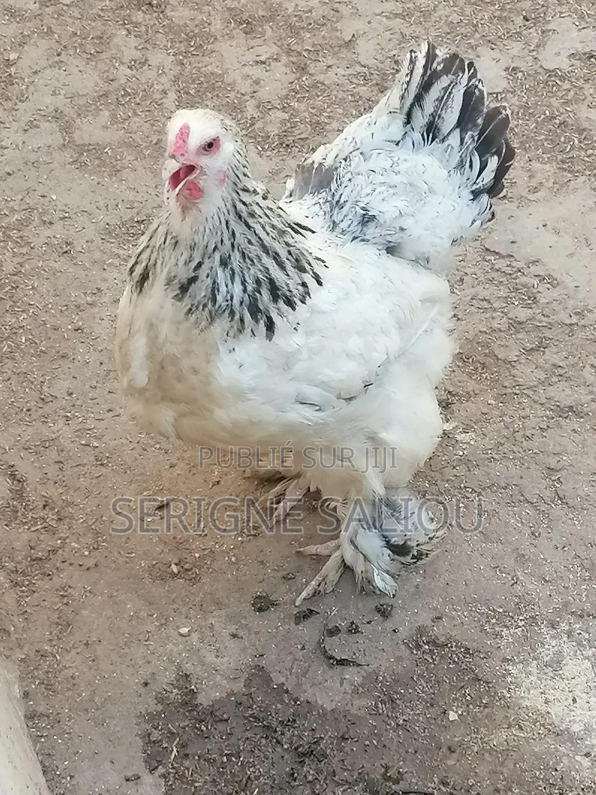 Jeune Femelle De 8 Moi