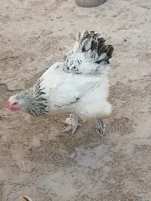 Photo - Jeune Femelle