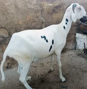 Photo - Khar Rou Yar Bou Sour