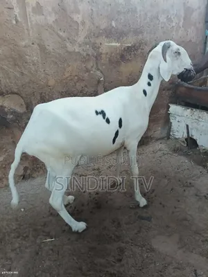 Khar Rou Yar Bou Sour