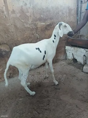 Khar Rou Yar Bou Sour