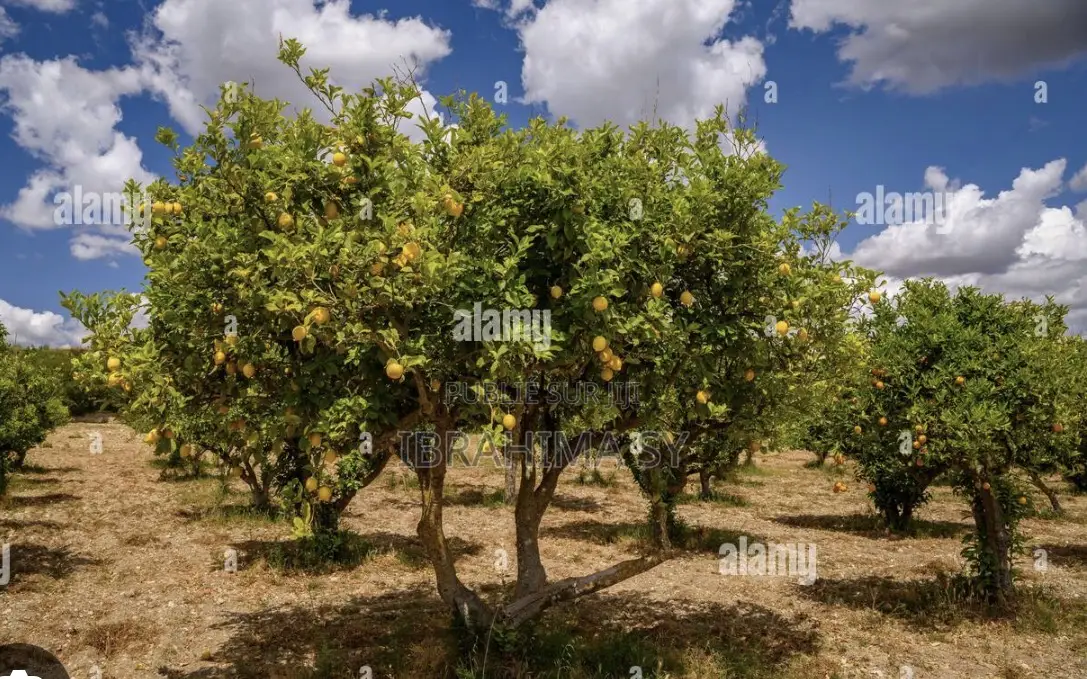 Usage Agricole/Verger 1ha300