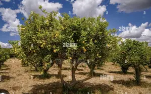 Photo - Usage Agricole/Verger 1ha300