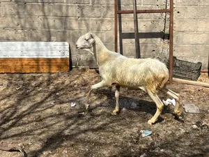 Photo - Femmelle Azawat