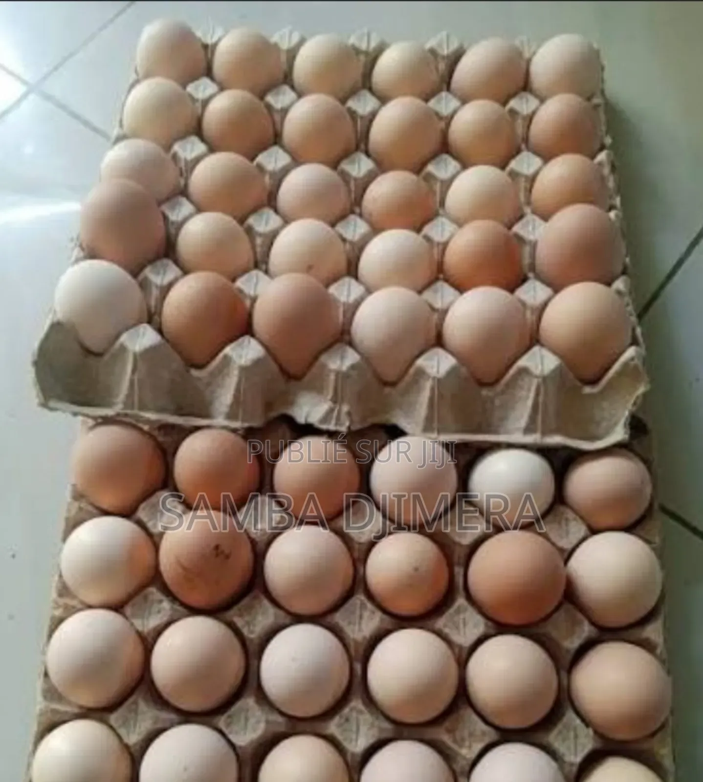 Oeufs Goliath Fécondés