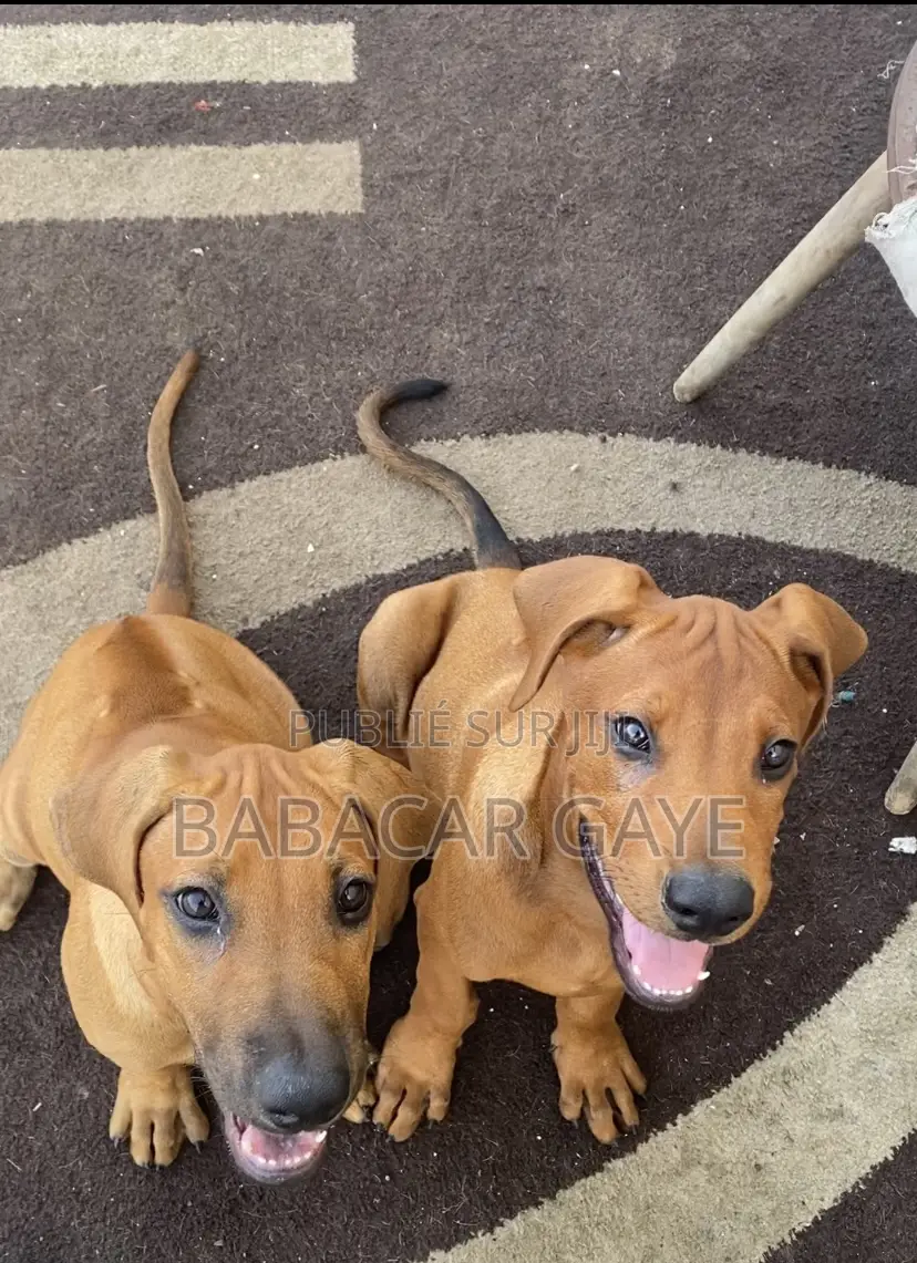 1-3 mois Femme Pure race Rhodesian Ridgeback