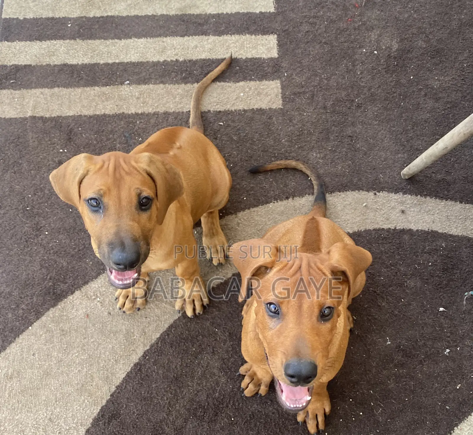 1-3 mois Femme Pure race Rhodesian Ridgeback