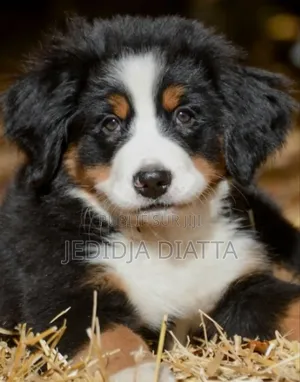 Photo - 3-6 mois Homme Race mixte Belgian Malinois