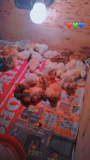 Photo - Poussin Brahman Grand Gabarit