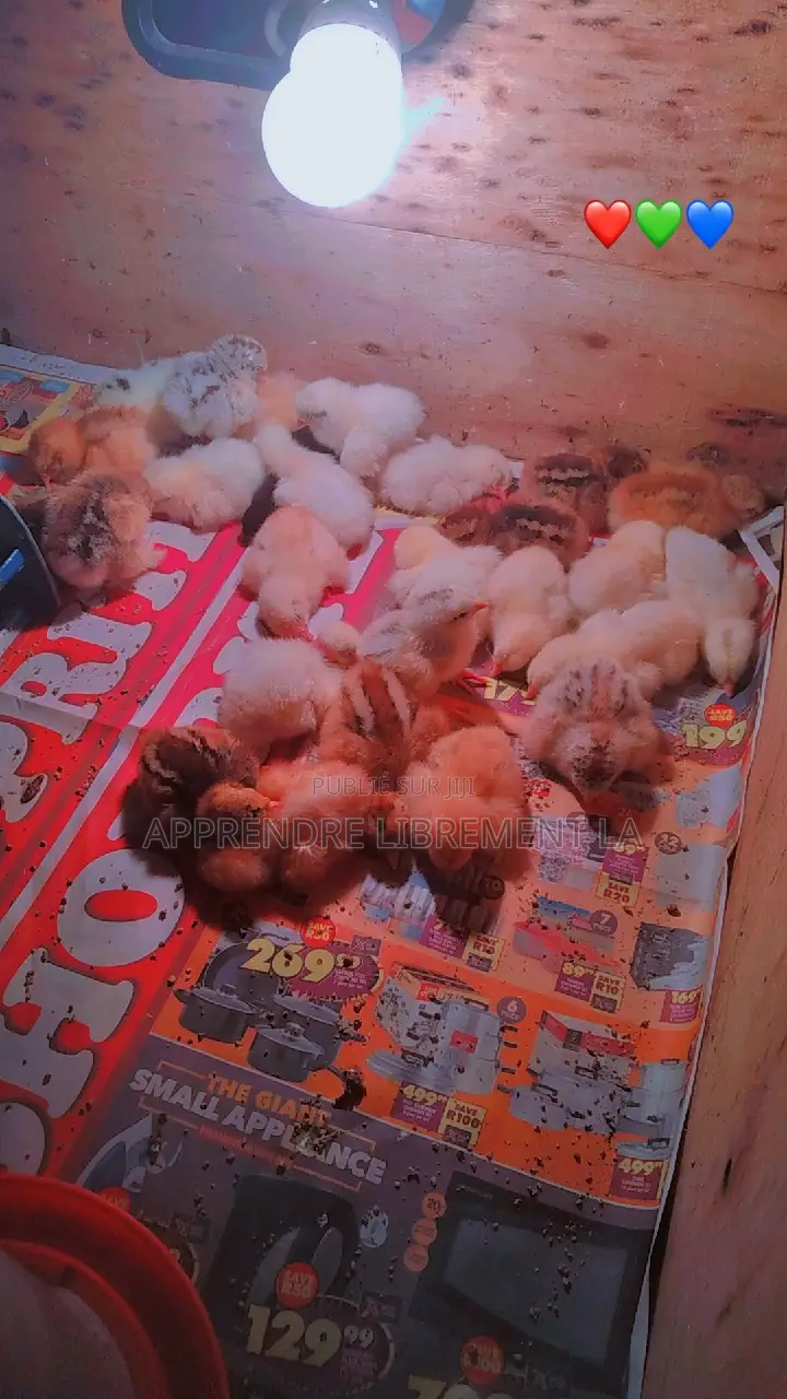 Poussin Brahman Grand Gabarit