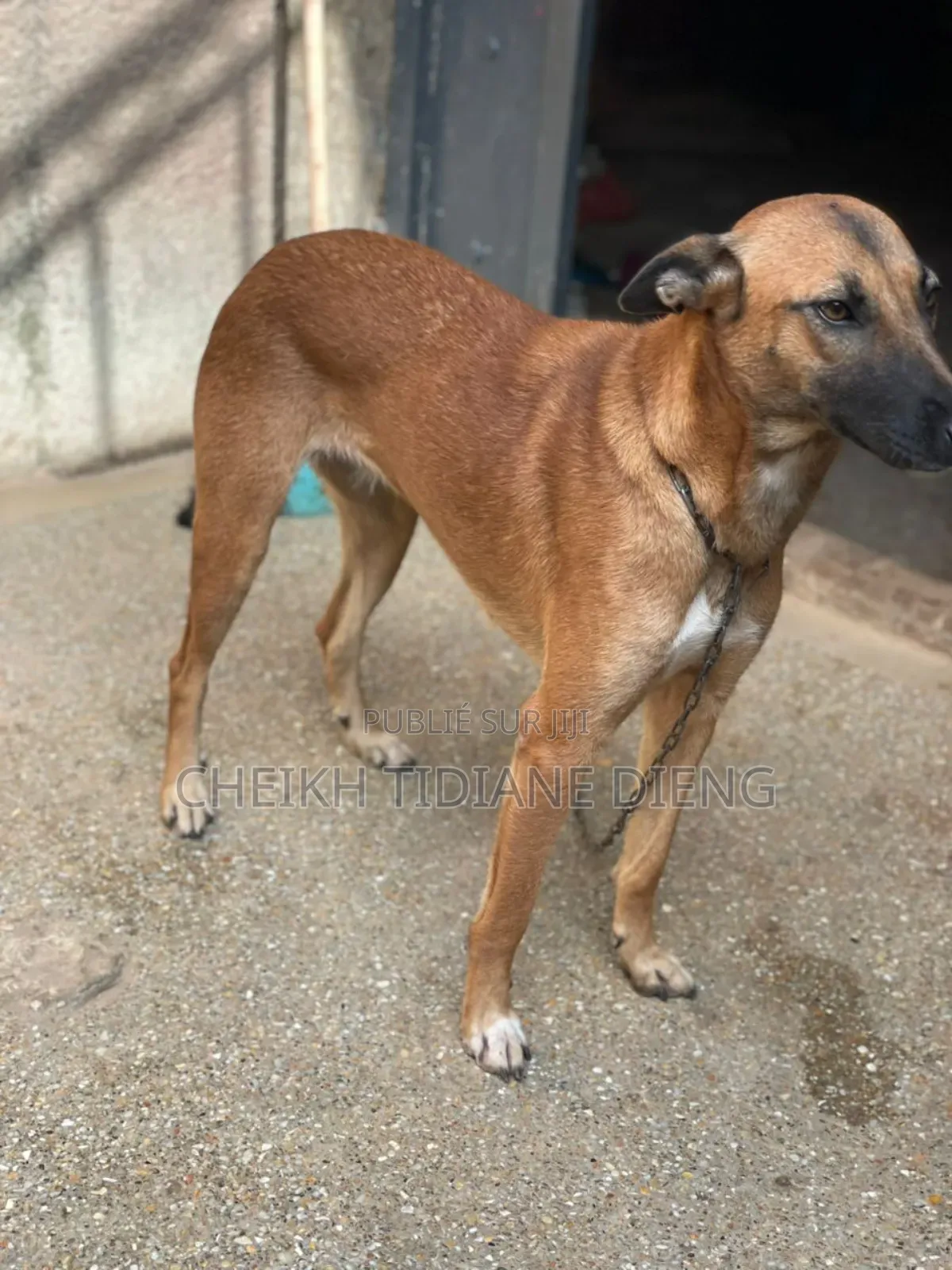 6 à 12 mois Femme Race mixte Belgian Malinois