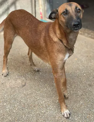 6 à 12 mois Femme Race mixte Belgian Malinois