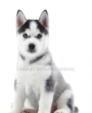 Photo - 1-3 mois Femme Pure race Siberian Husky
