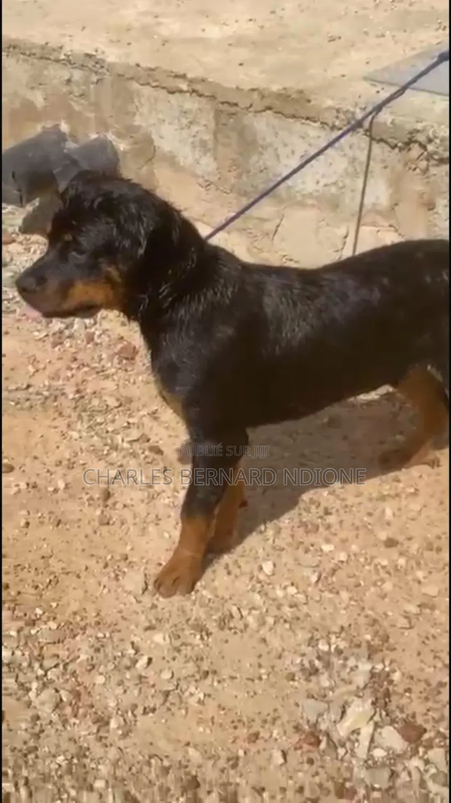 6 à 12 mois Homme Pure race Rottweiler