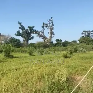 Verger De 4 405 M2 Vers Notto Diobass