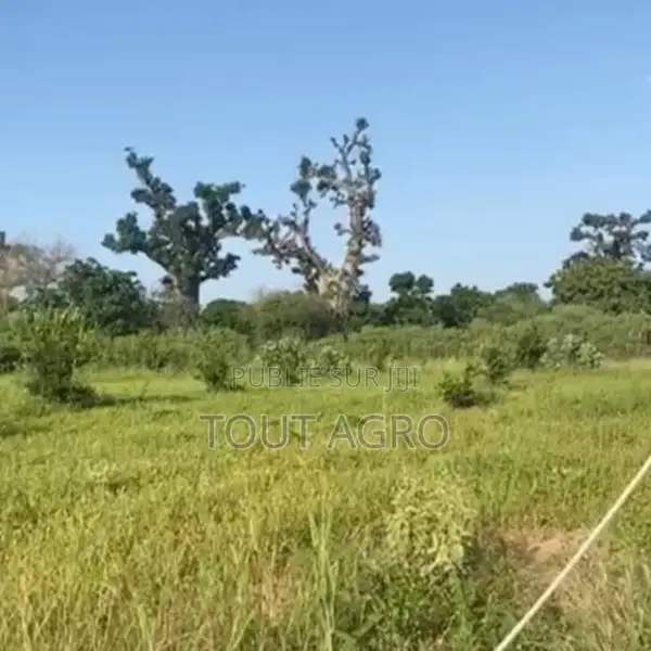 Verger De 4 405 M2 Vers Notto Diobass