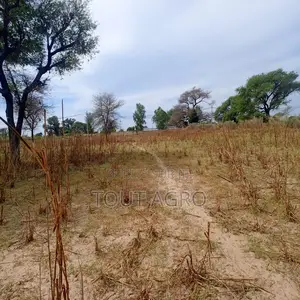 Photo - Terrain De 3,08 Hectares Vers Tassette