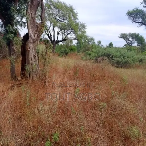 Terrain De 9 686 M2 Vers Tassette