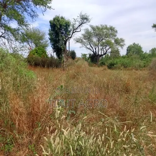 Terrain De 9 686 M2 Vers Tassette