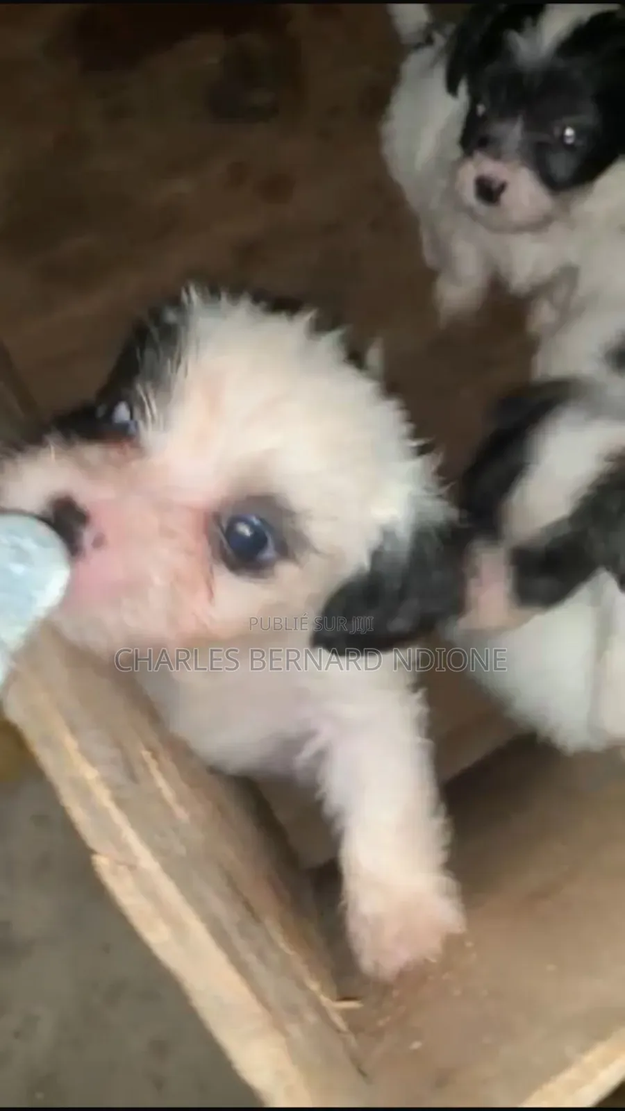 1-3 mois Homme Pure race Bichon Frise