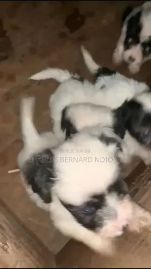 1-3 mois Homme Pure race Bichon Frise