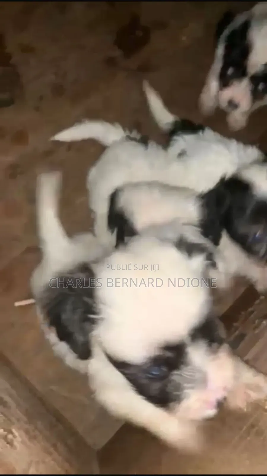 1-3 mois Homme Pure race Bichon Frise