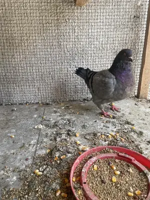 Photo - Vente De Pigeon King