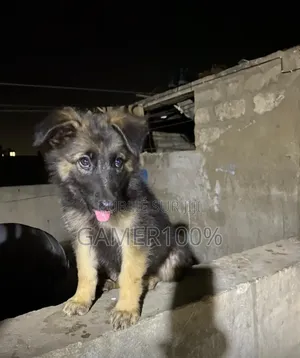 Photo - 6 à 12 mois Homme Pure race Berger Picard