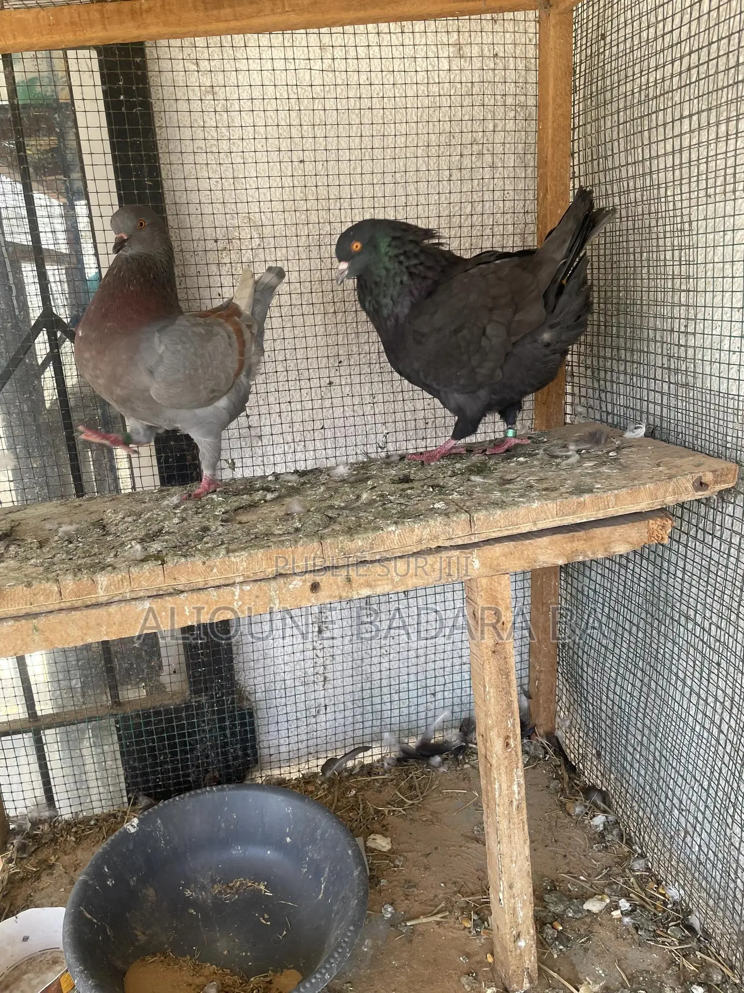 Vente De Pigeon King