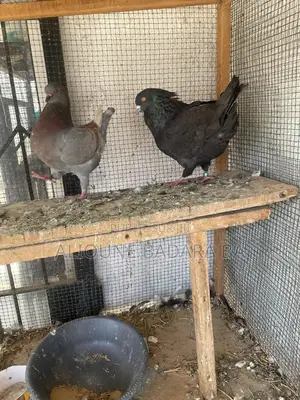 Vente De Pigeon King