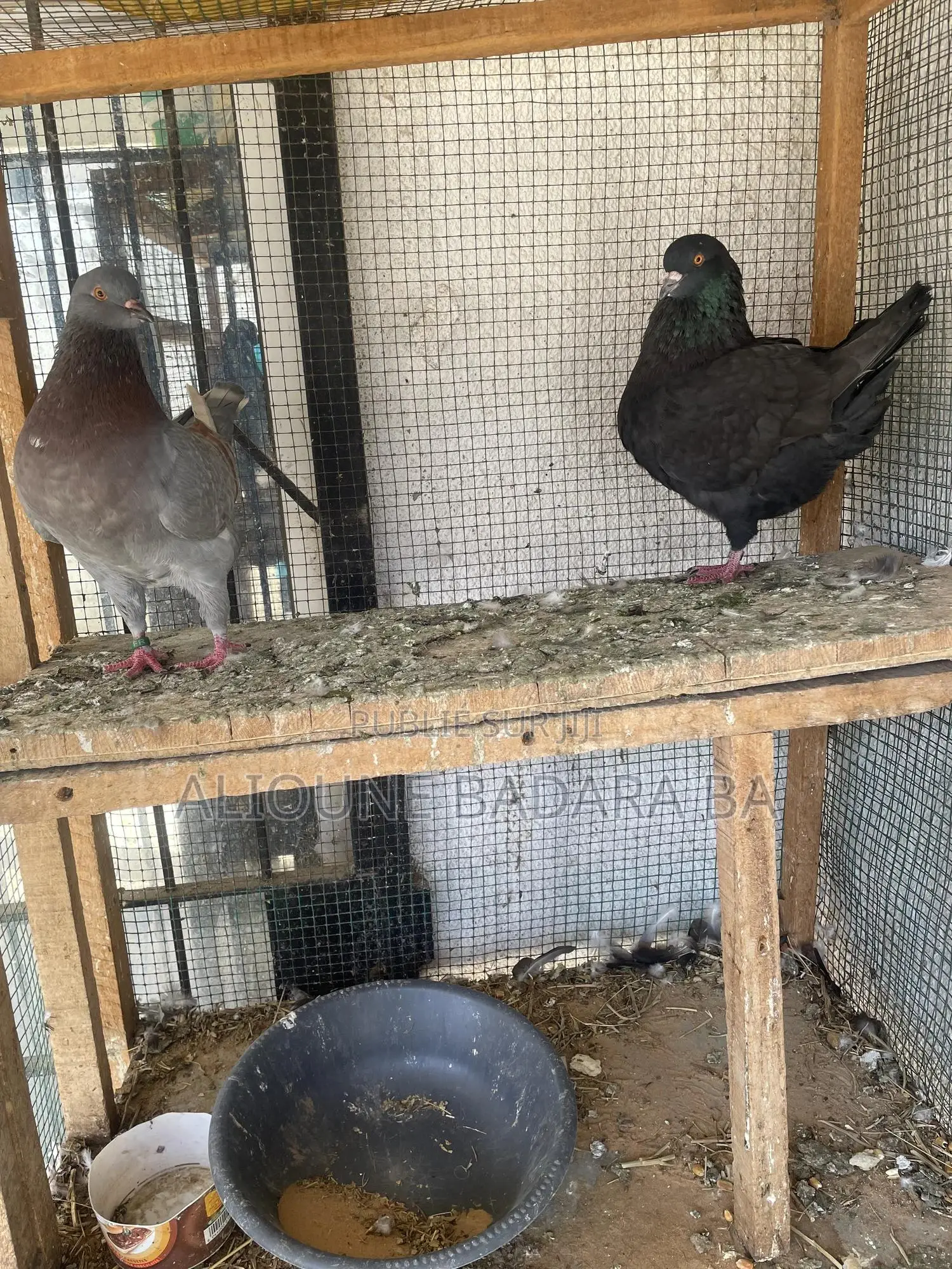 Vente De Pigeon King