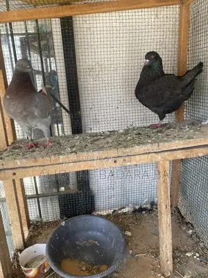 Vente De Pigeon King