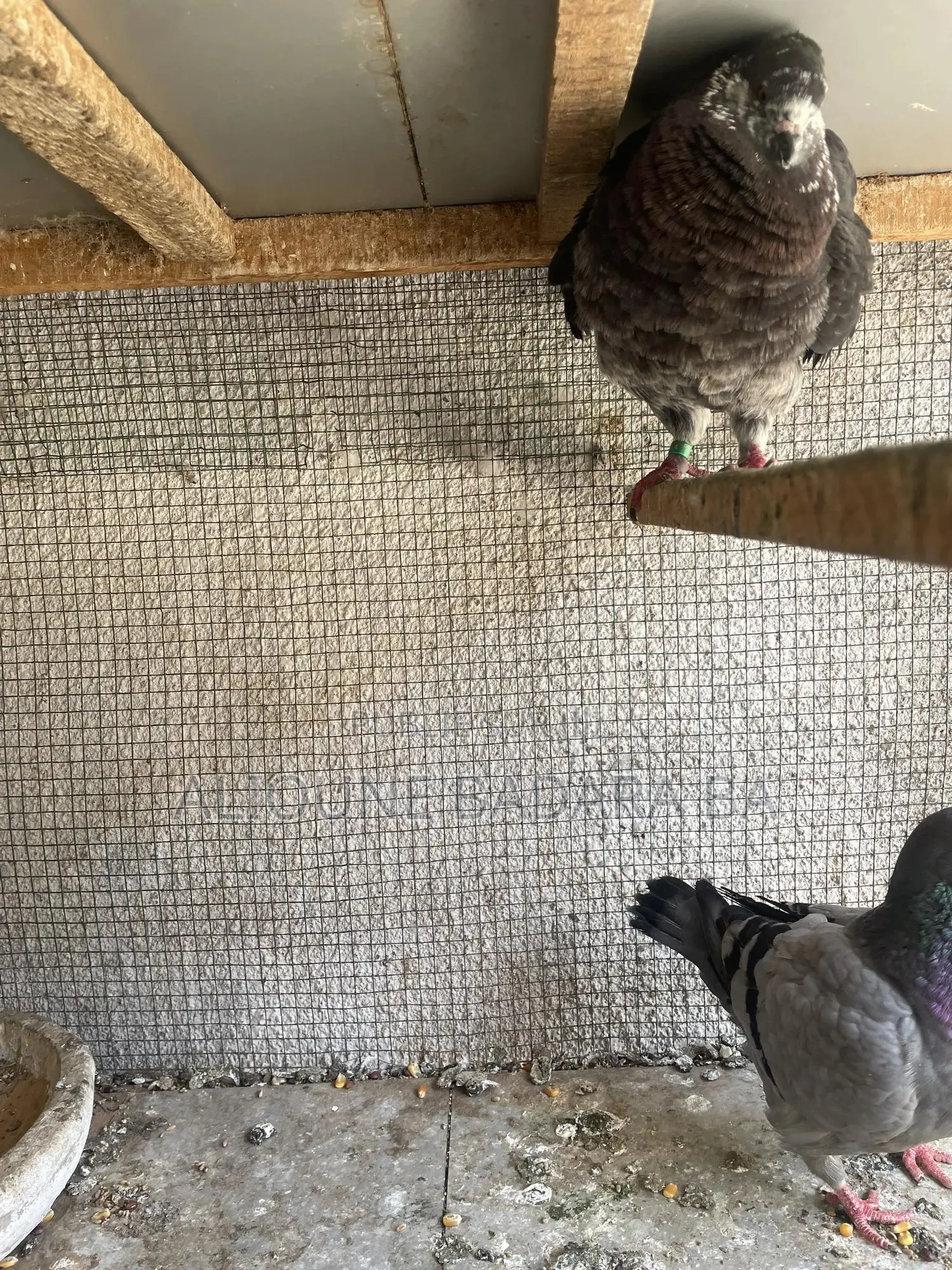 Vente De Pigeon King