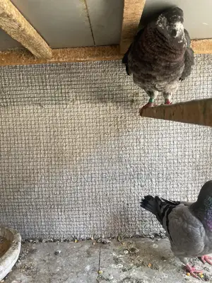 Vente De Pigeon King