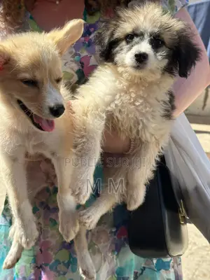 Photo - 3-6 mois Femme Race mixte Chihuahua