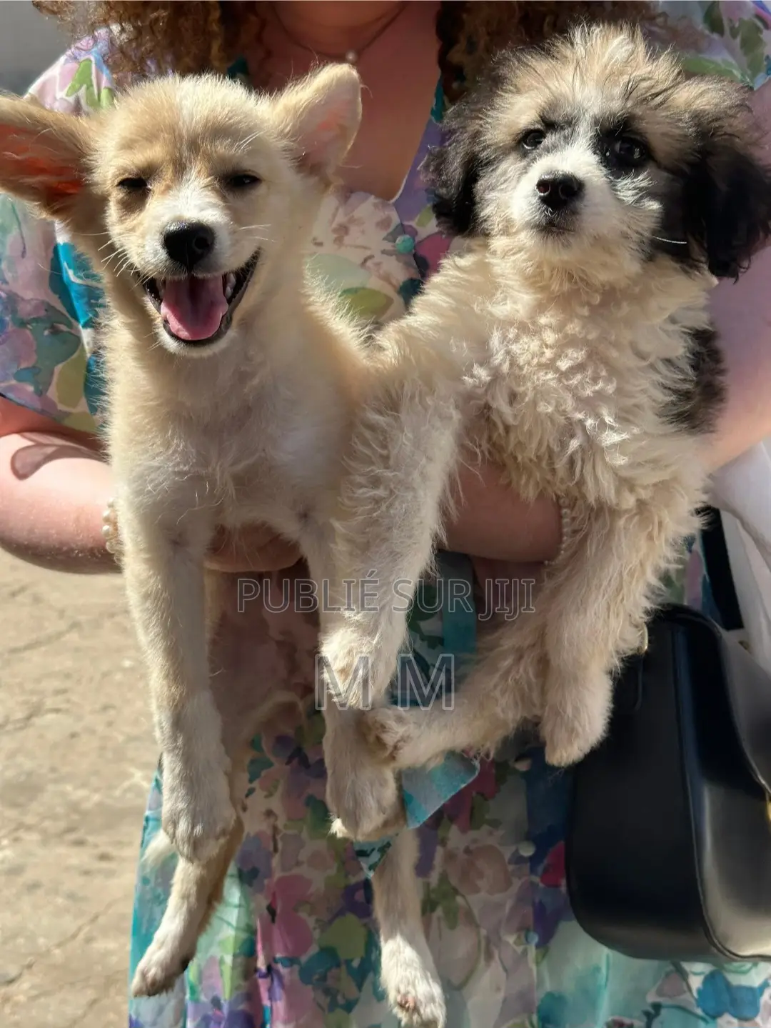 3-6 mois Femme Race mixte Chihuahua