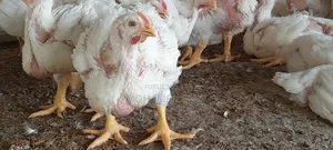 Photo - Poulets Chairs