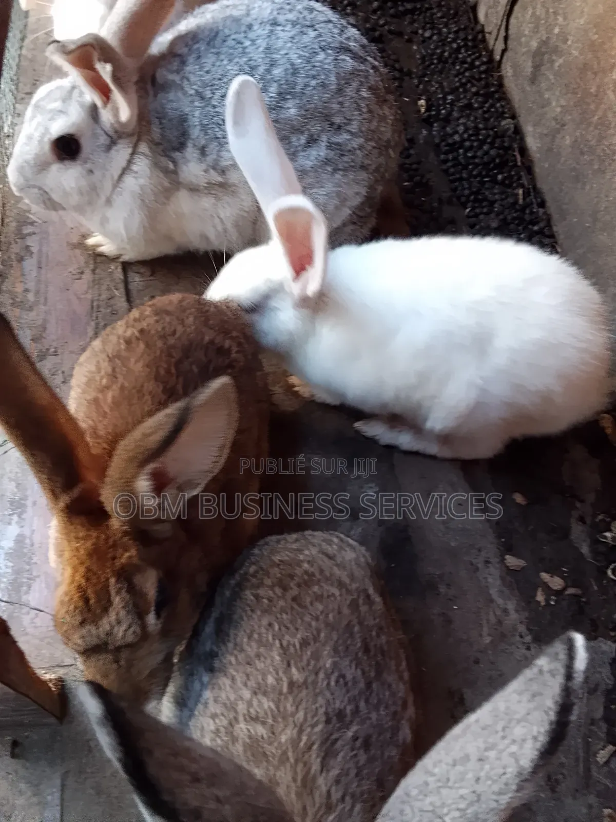 Paire De Lapins À Vendre
