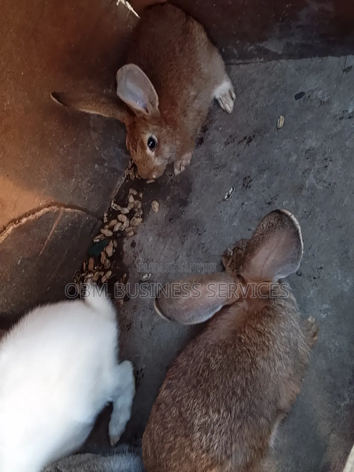Paire De Lapins À Vendre