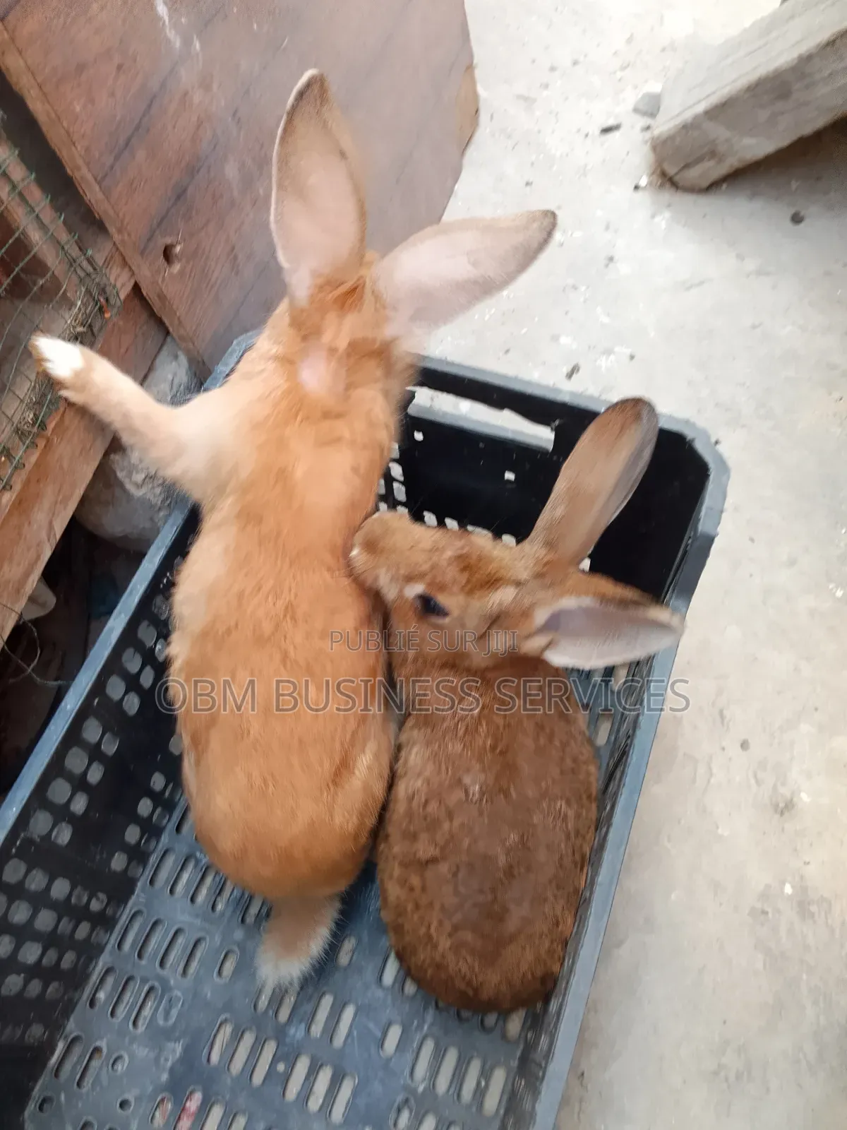 Paire De Lapins À Vendre