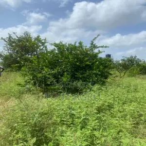 Photo - Exploitation Agricole De 2,50 Hectares Vers Sandiara