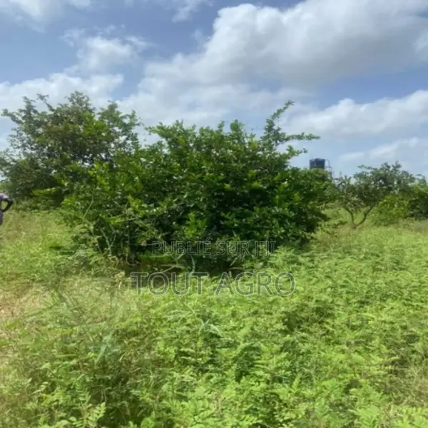 Exploitation Agricole De 2,50 Hectares Vers Sandiara