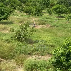 Exploitation Agricole De 2,50 Hectares Vers Sandiara