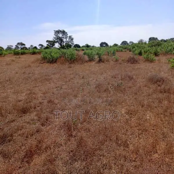 Terrain De 6,90 Hectares Vers Tassette