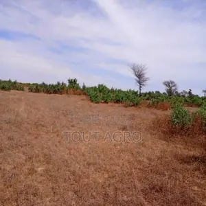 Terrain De 6,90 Hectares Vers Tassette