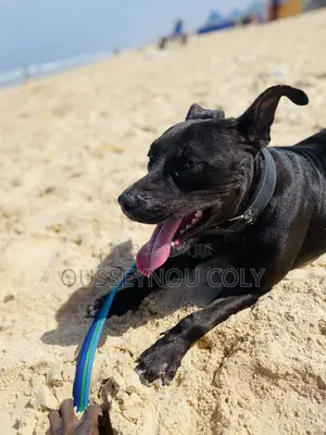 6 à 12 mois Femme Pure race Pug