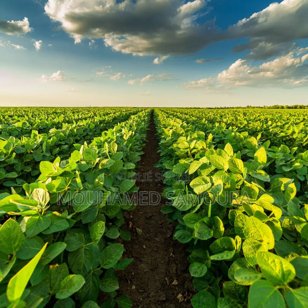 Champs 1ha À Vendre À Cayar