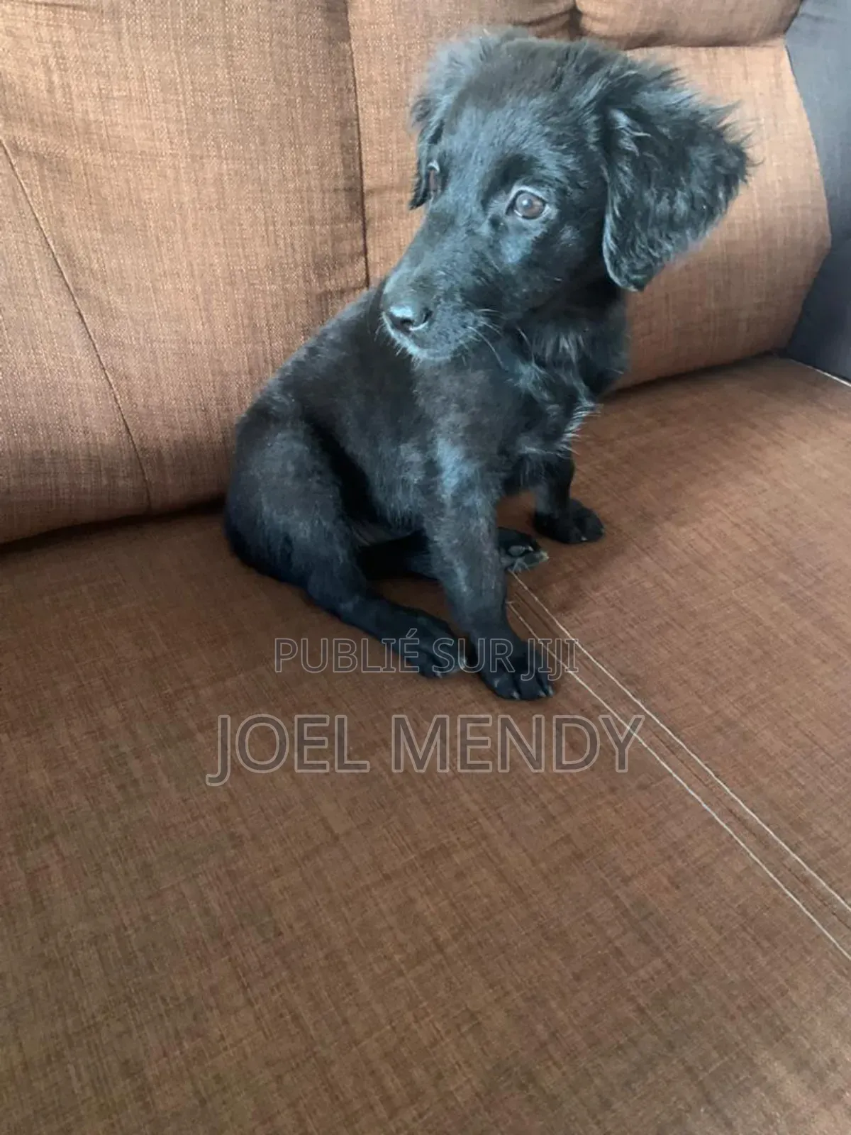 1-3 mois Homme Race mixte Labrador Retriever