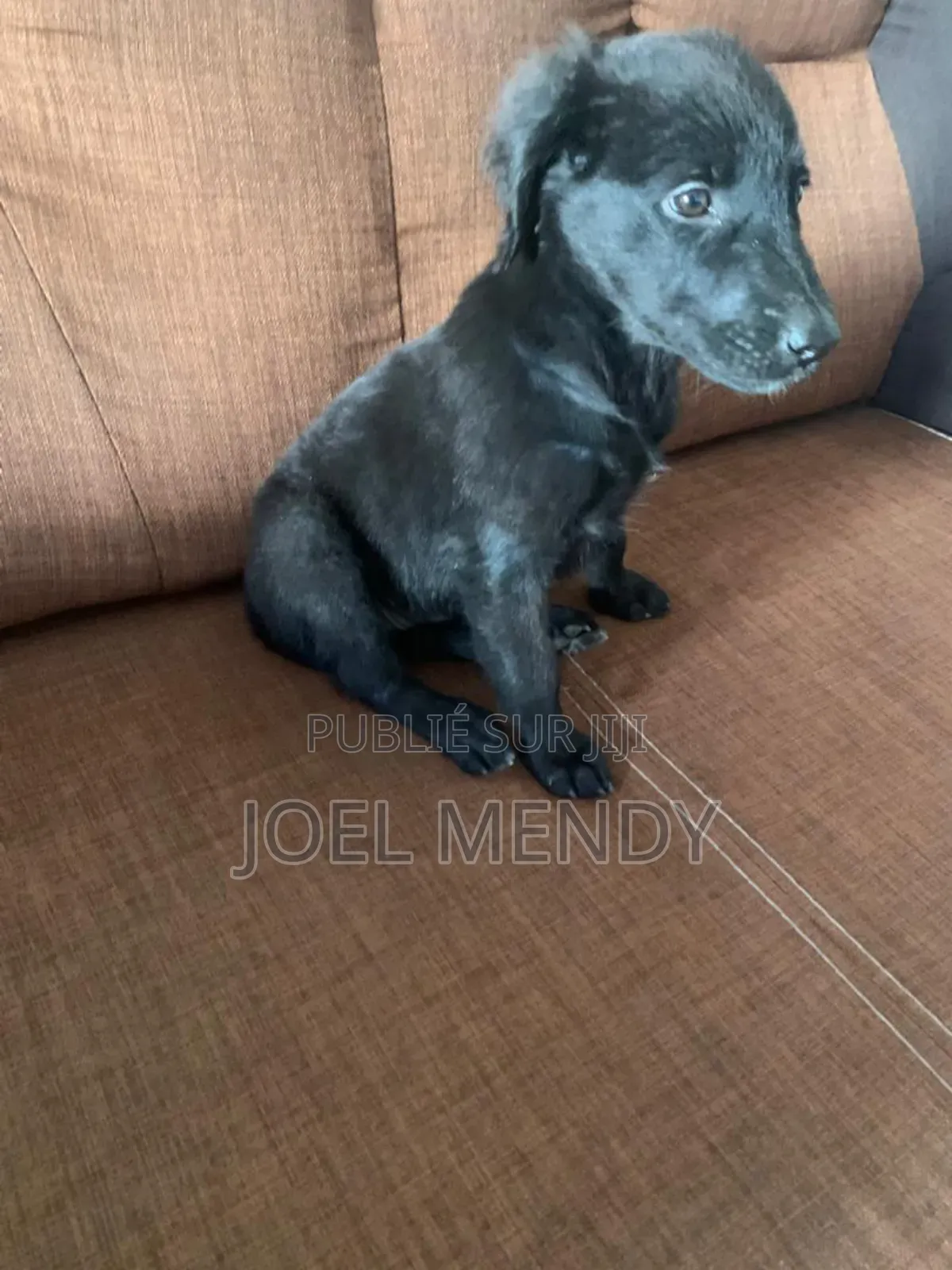 1-3 mois Homme Race mixte Labrador Retriever