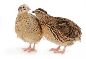 Cailles Mâles Et Femelles